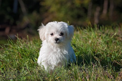 小型犬